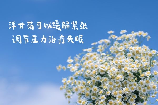  洋甘菊的功效与作用及禁忌有哪些？