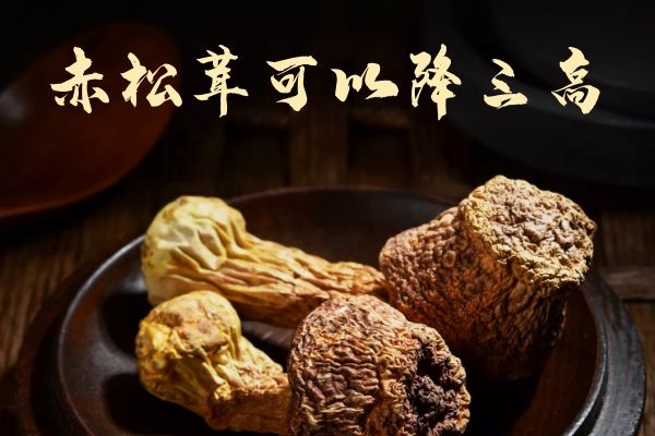  关于赤松茸的功效与作用及食用禁忌你了解多少？