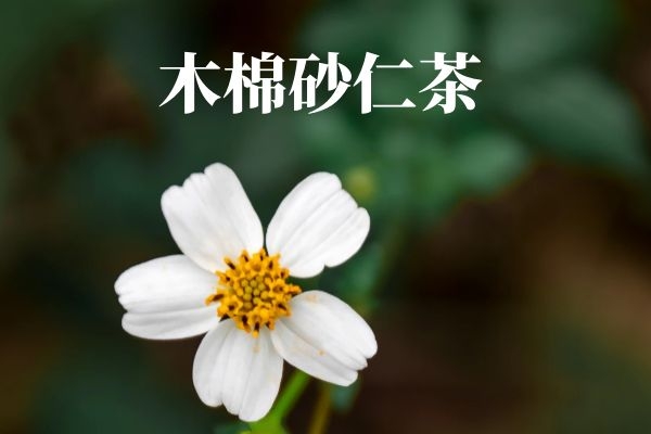 木棉砂仁茶 木棉砂仁茶