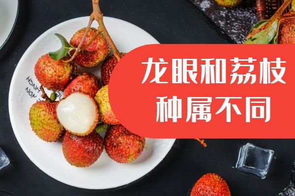  龙眼和荔枝的区别是什么？从哪些方面可以区分？