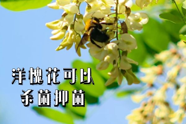 杀菌抑菌 杀菌抑菌