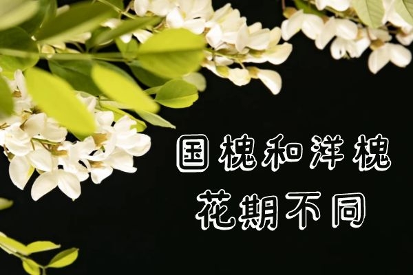 花期不同 花期不同