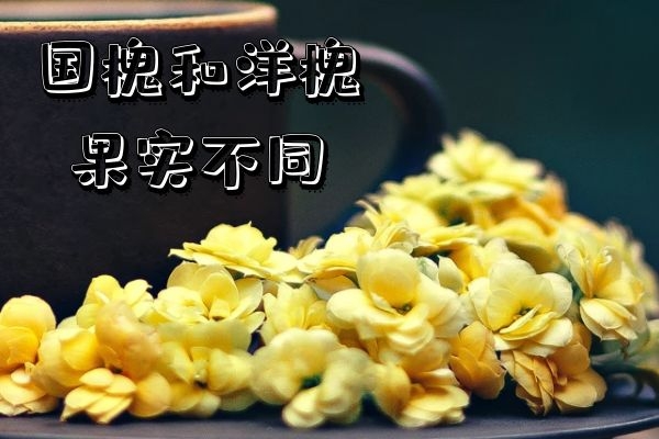 果实不同 果实不同