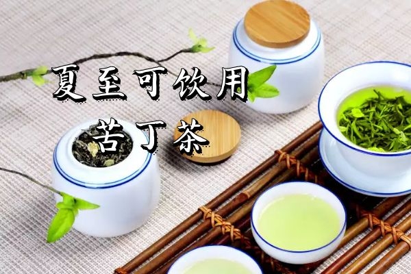 苦丁茶
