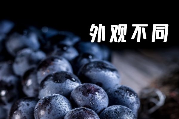 外观不同 外观不同