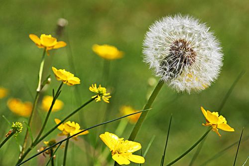 蒲公英可以保护肝脏 蒲公英可以保护肝脏