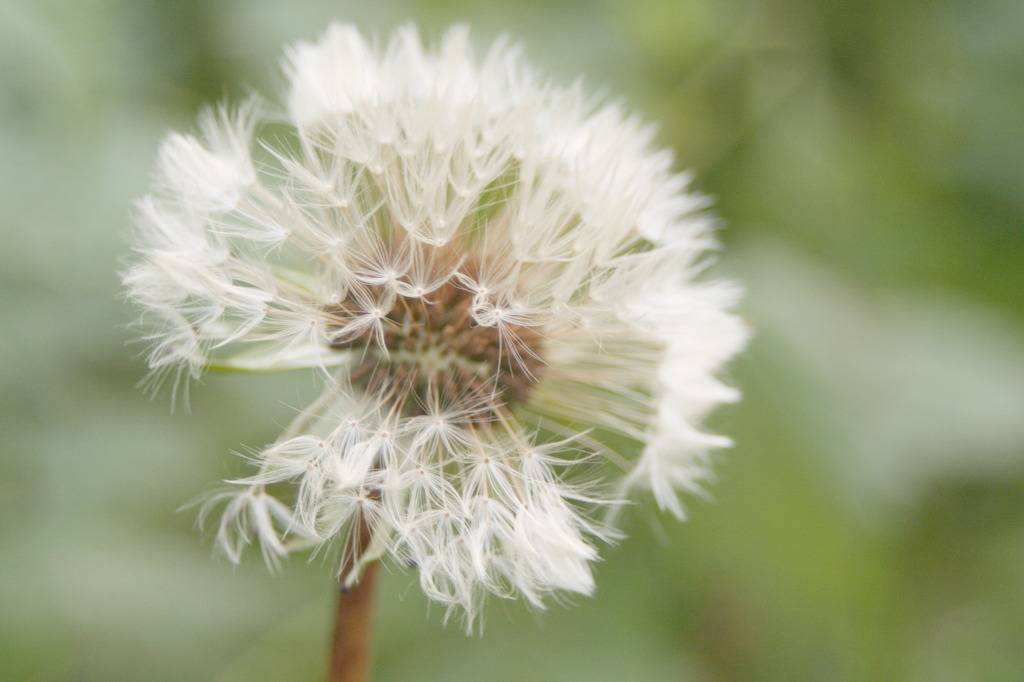 慢性肠炎患者不能服用蒲公英 慢性肠炎患者不能服用蒲公英