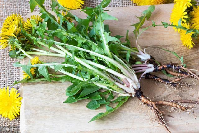 蒲公英根可以抗菌消炎 蒲公英根可以抗菌消炎