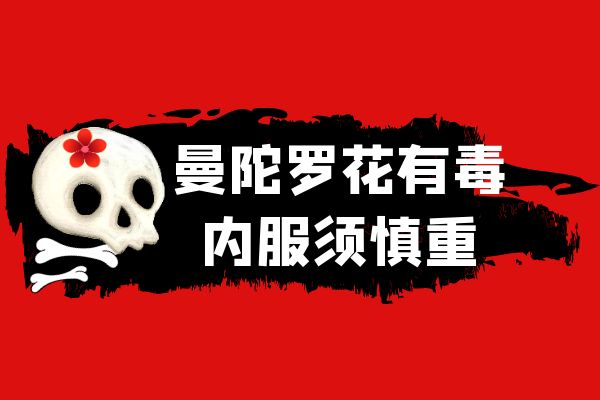 曼陀罗花有毒 曼陀罗花有毒