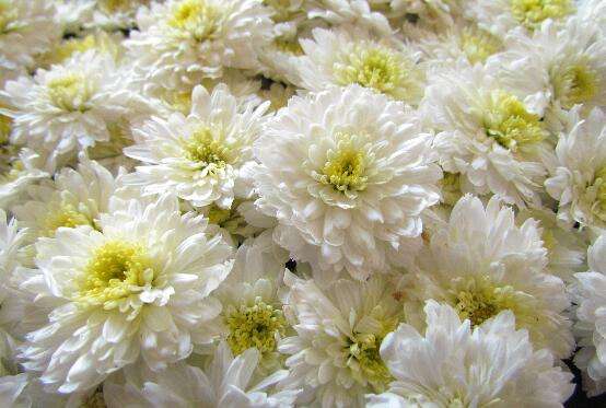  贡菊花的功效与作用及禁忌