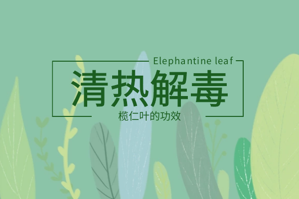  关于榄仁叶的功效与作用及禁忌你了解多少？