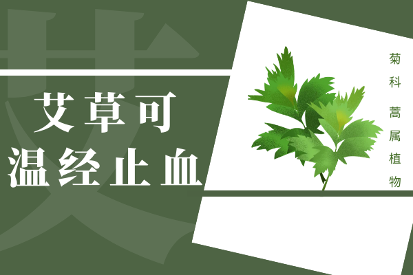  艾草的功效与作用及禁忌有哪些？