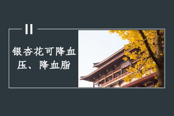  银杏花的功效与作用及禁忌有哪些？