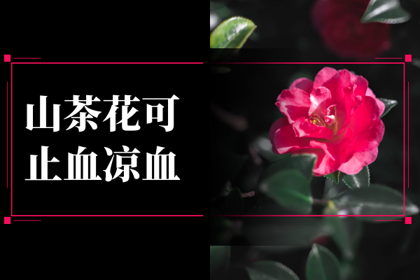  山茶花的功效与作用及禁忌有哪些？山茶花竟能带来这些好处