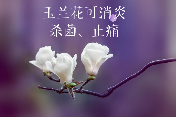  玉兰花的功效与作用及禁忌有哪些？