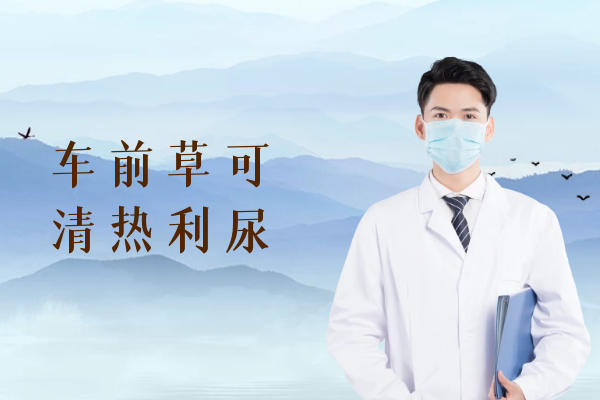  车前草的功效与作用及禁忌有哪些？