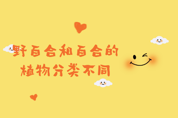  野百合和百合的区别有哪些？两者有这些不同之处