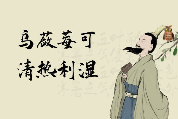  乌蔹莓的功效与作用及禁忌有哪些？