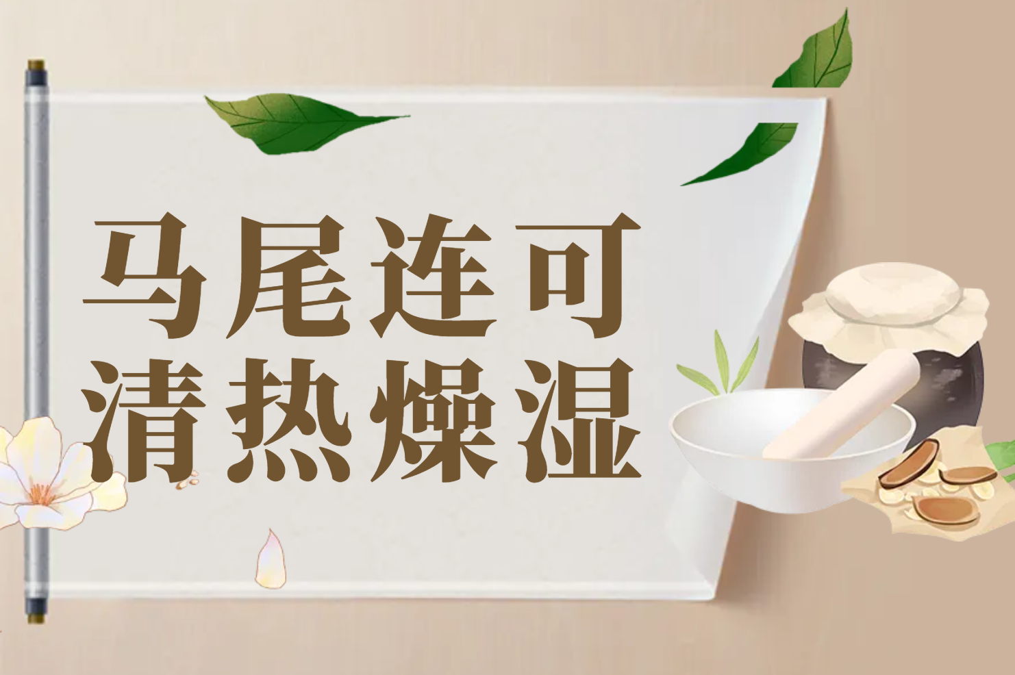  马尾连的功效与作用及禁忌