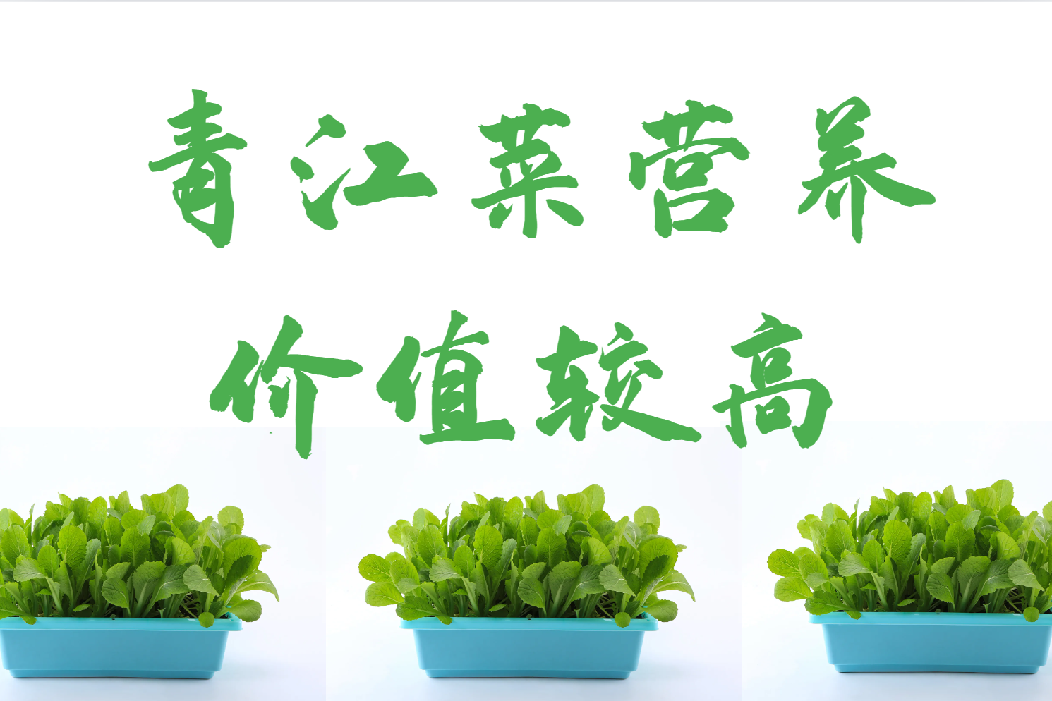 营养价值 营养价值