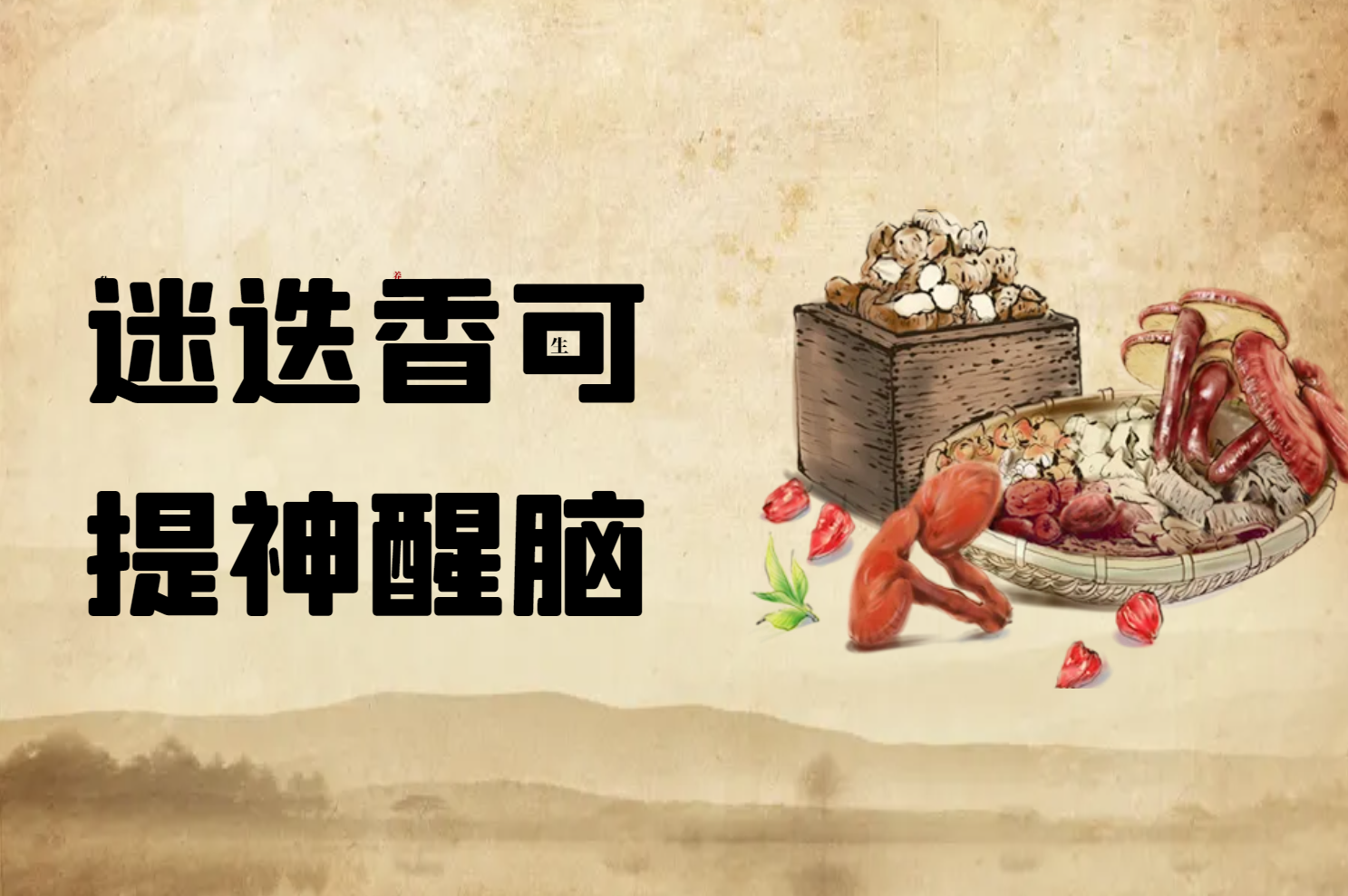  迷迭香的功效与作用及禁忌