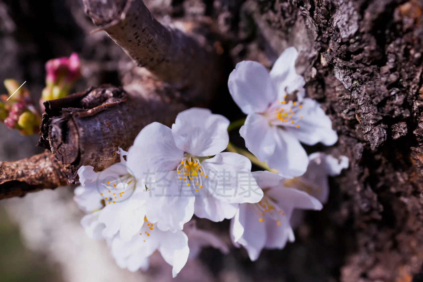  杏花的功效与作用及禁忌