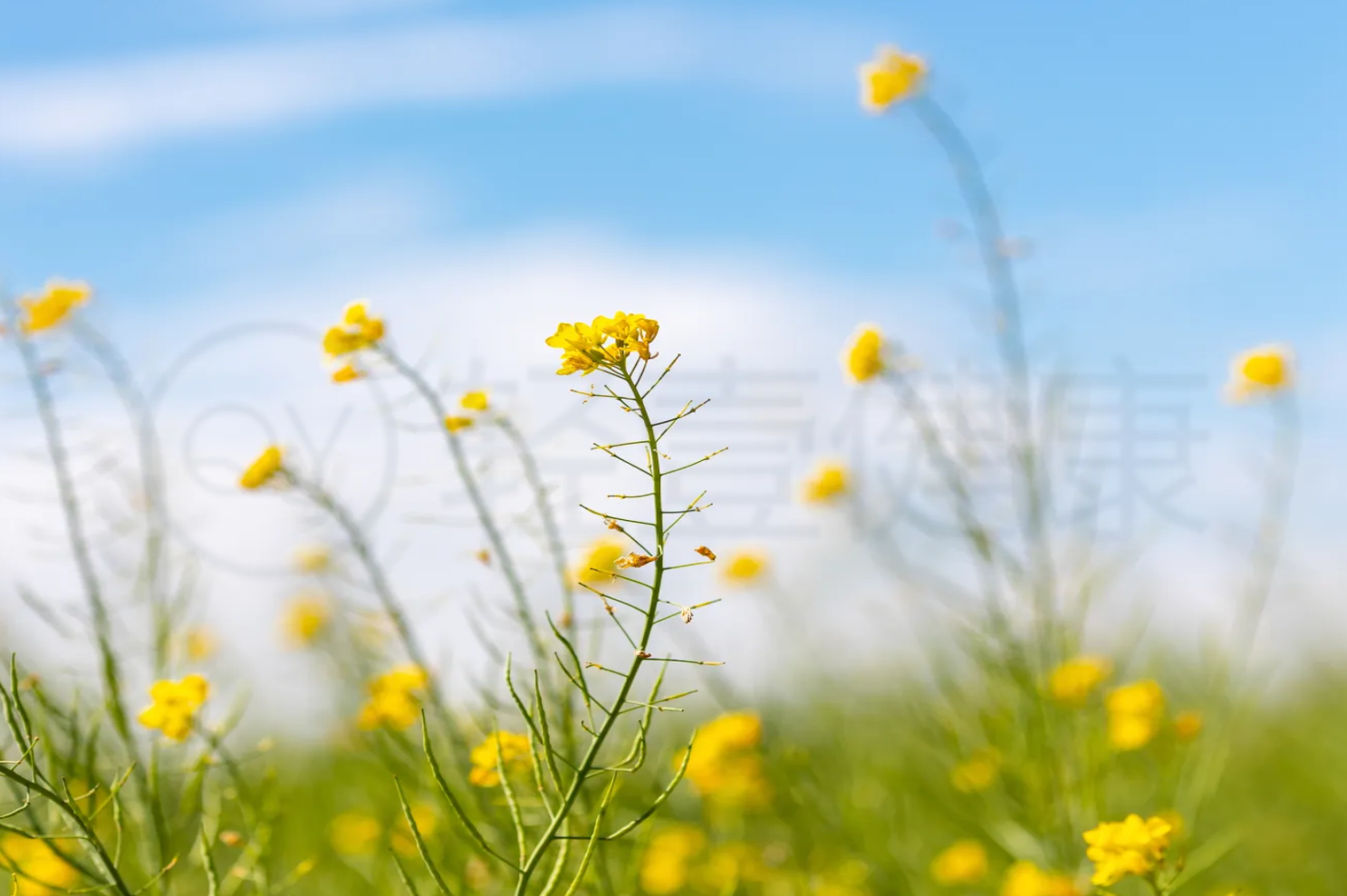 黄芥子的功效 黄芥子的功效