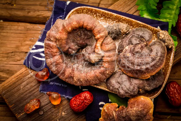  云芝和灵芝的区别有哪些？两者有这些不同之处