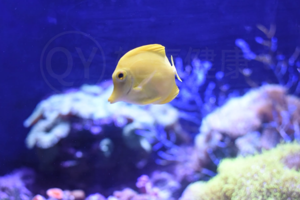  海藻的吃法，海藻食谱推荐