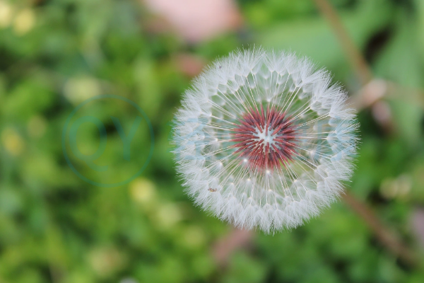  蒲公英怎么吃？蒲公英食谱推荐