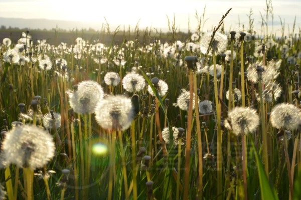 蒲公英沙拉 蒲公英沙拉