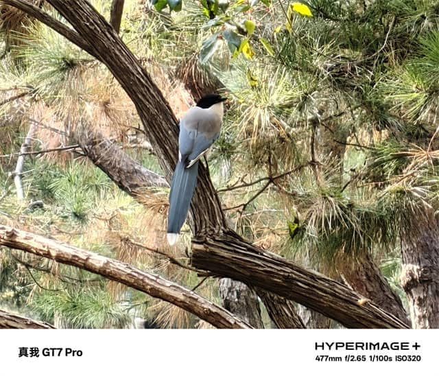 真我GT7 Pro体验怎么样 真我GT7 Pro体验评测 真我GT7 Pro体验怎么样 真我GT7 Pro体验评测