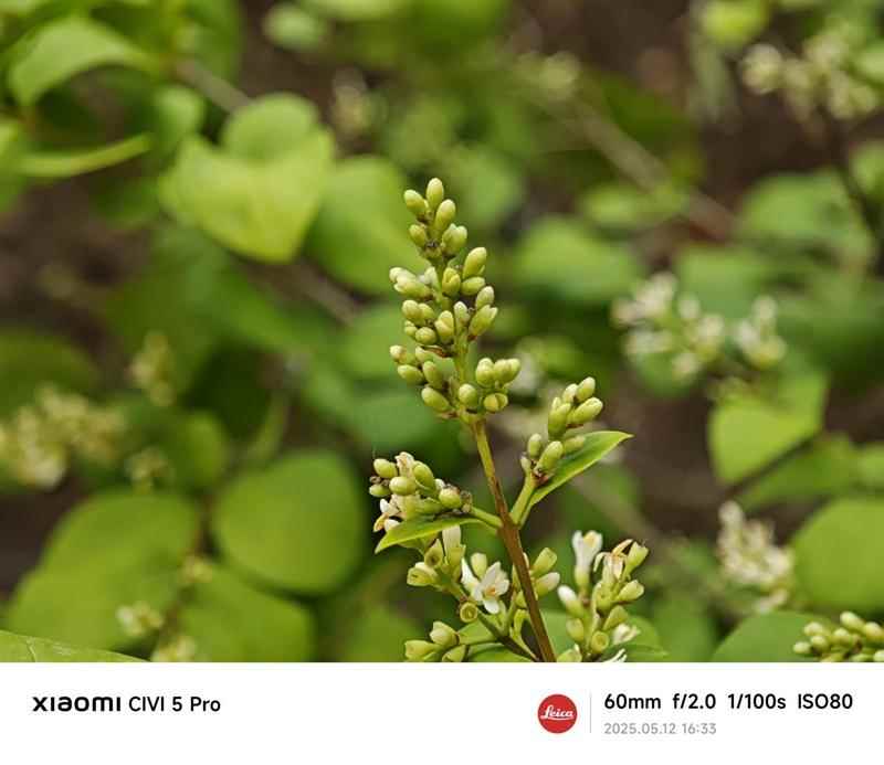 徕卡影像和骁龙8s Gen4可兼得! 小米Civi 5 Pro手机全面评测