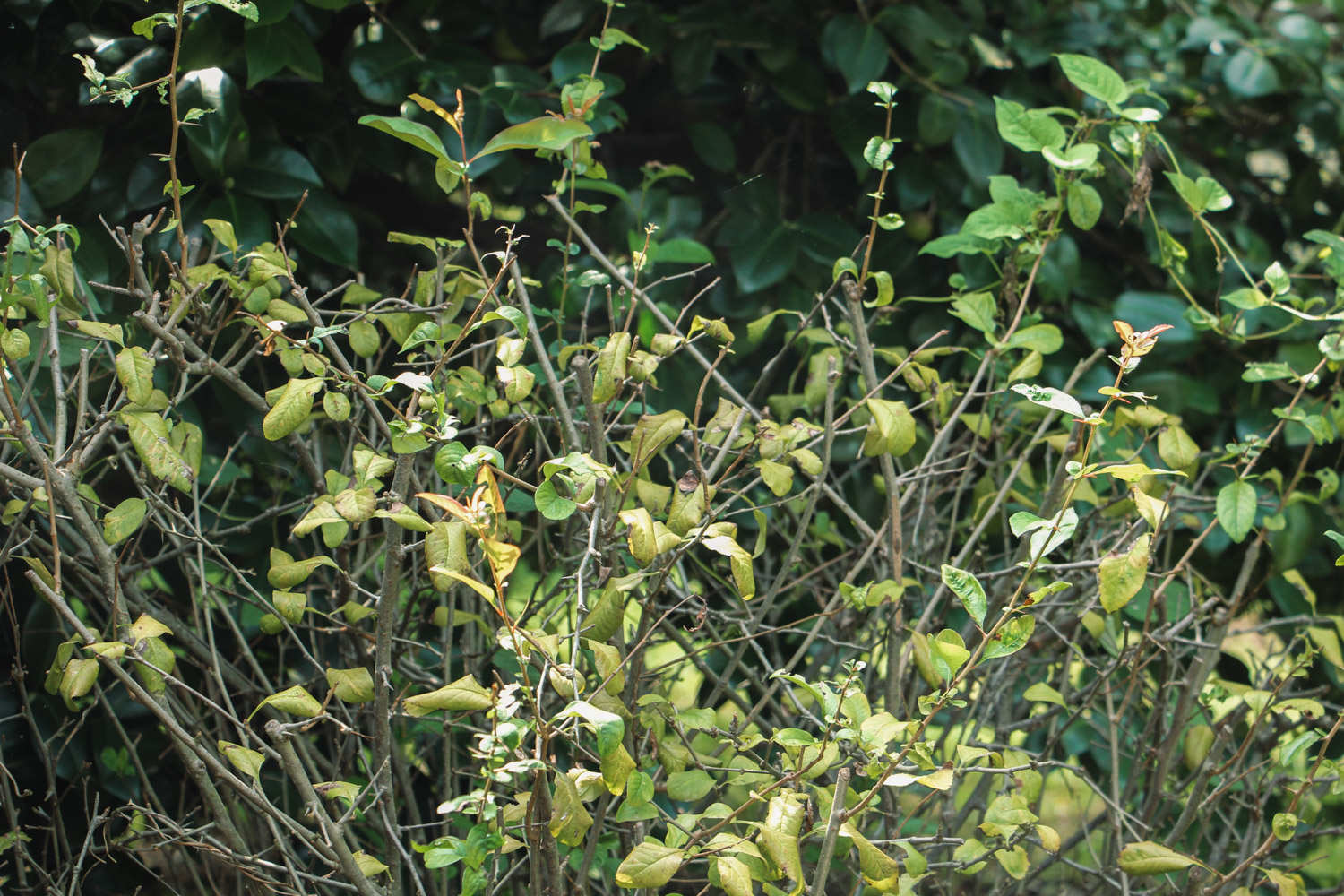 贴梗海棠 贴梗海棠