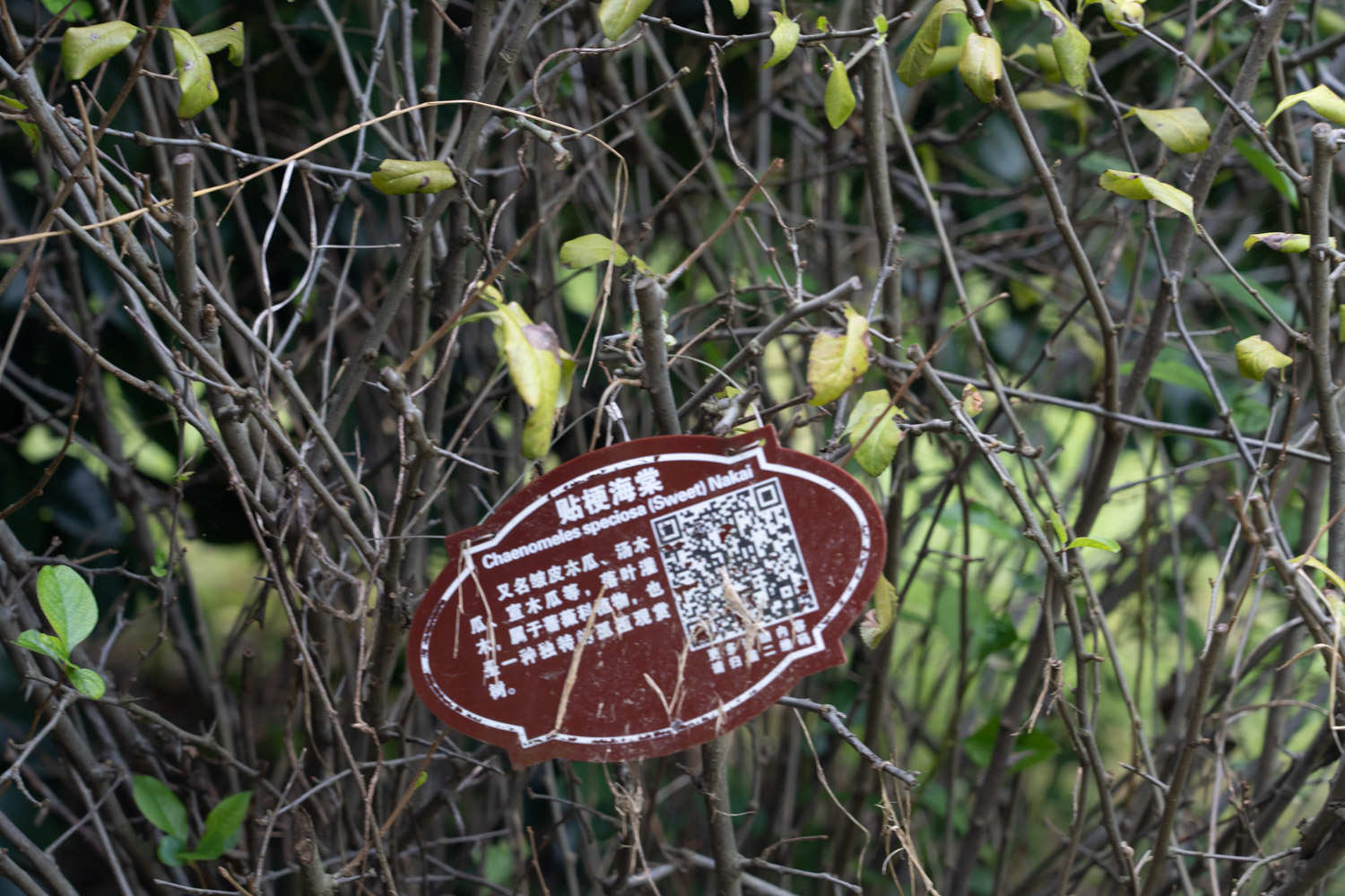 贴梗海棠 贴梗海棠