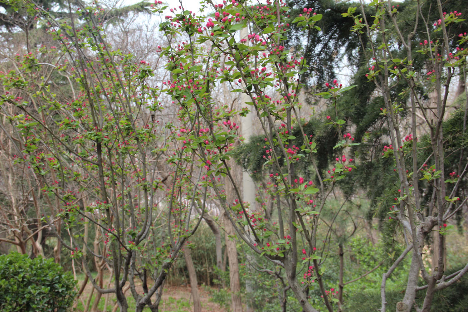 中国的古今名人与海棠花