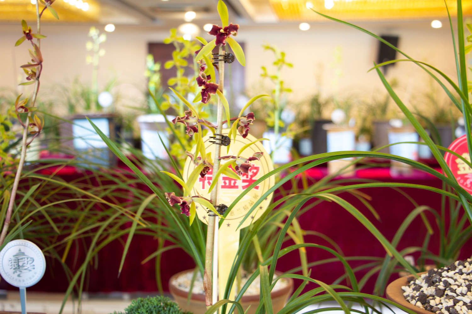 兰花的水培方法和注意事项