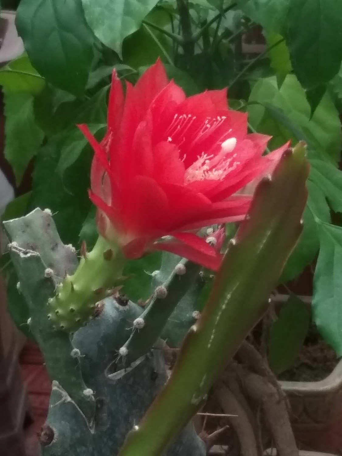 令箭荷花可以水插吗