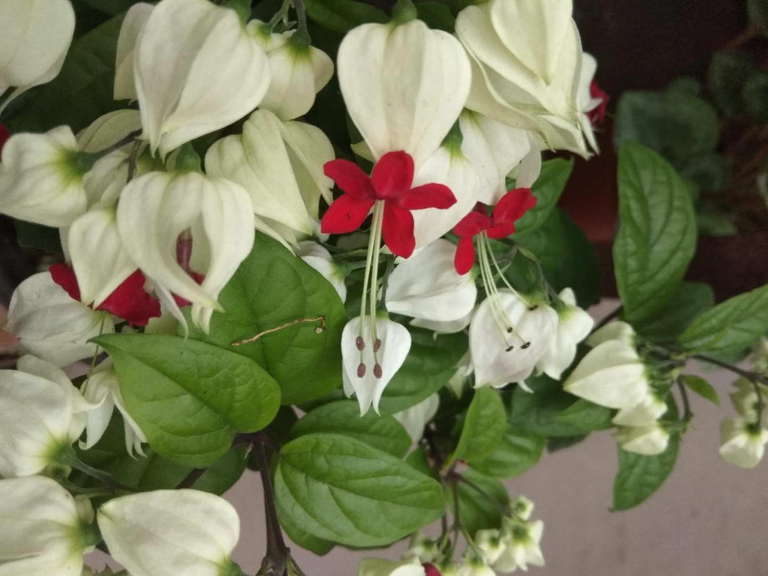 龙吐珠的主要价值