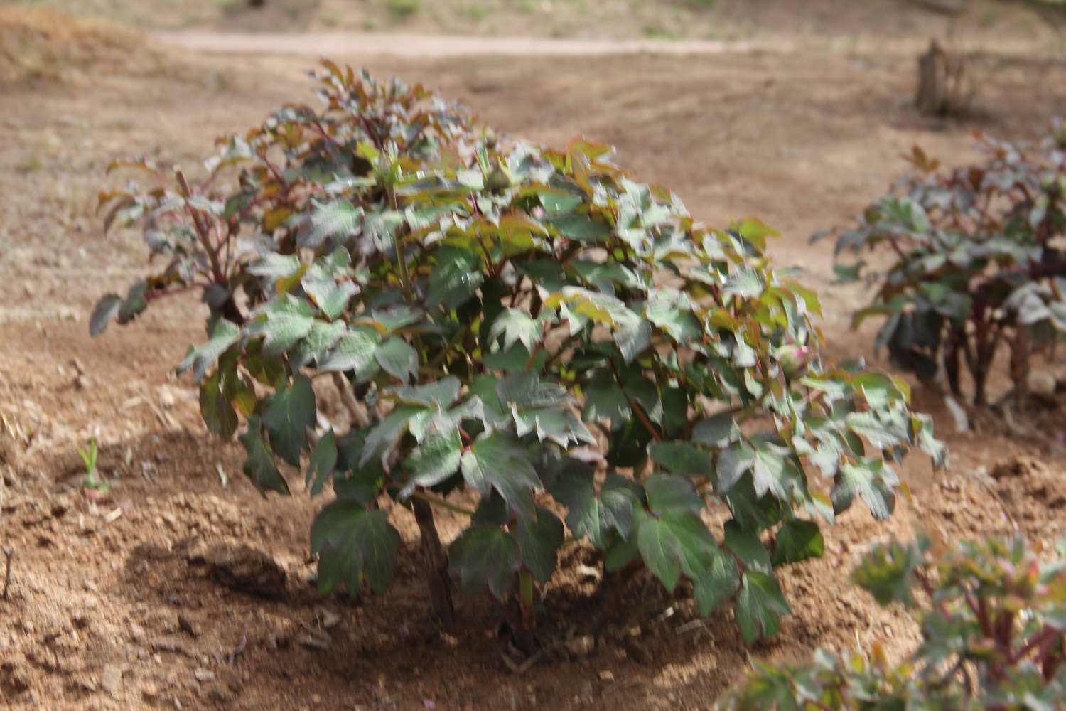 风水学家中种牡丹好吗