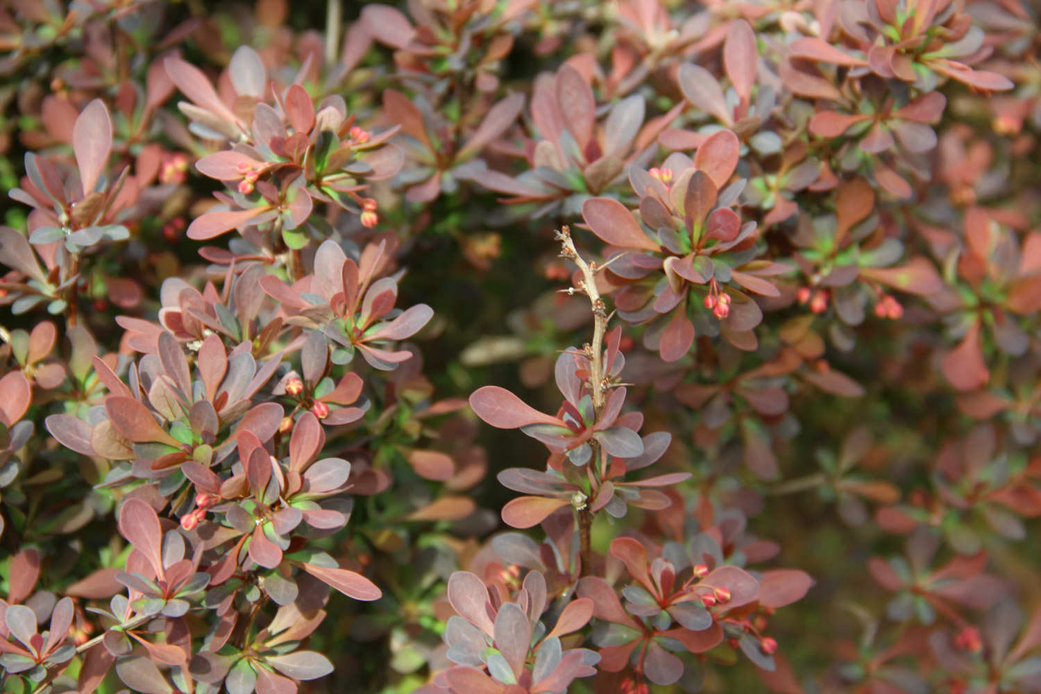 怎样制作紫叶小檗盆景
