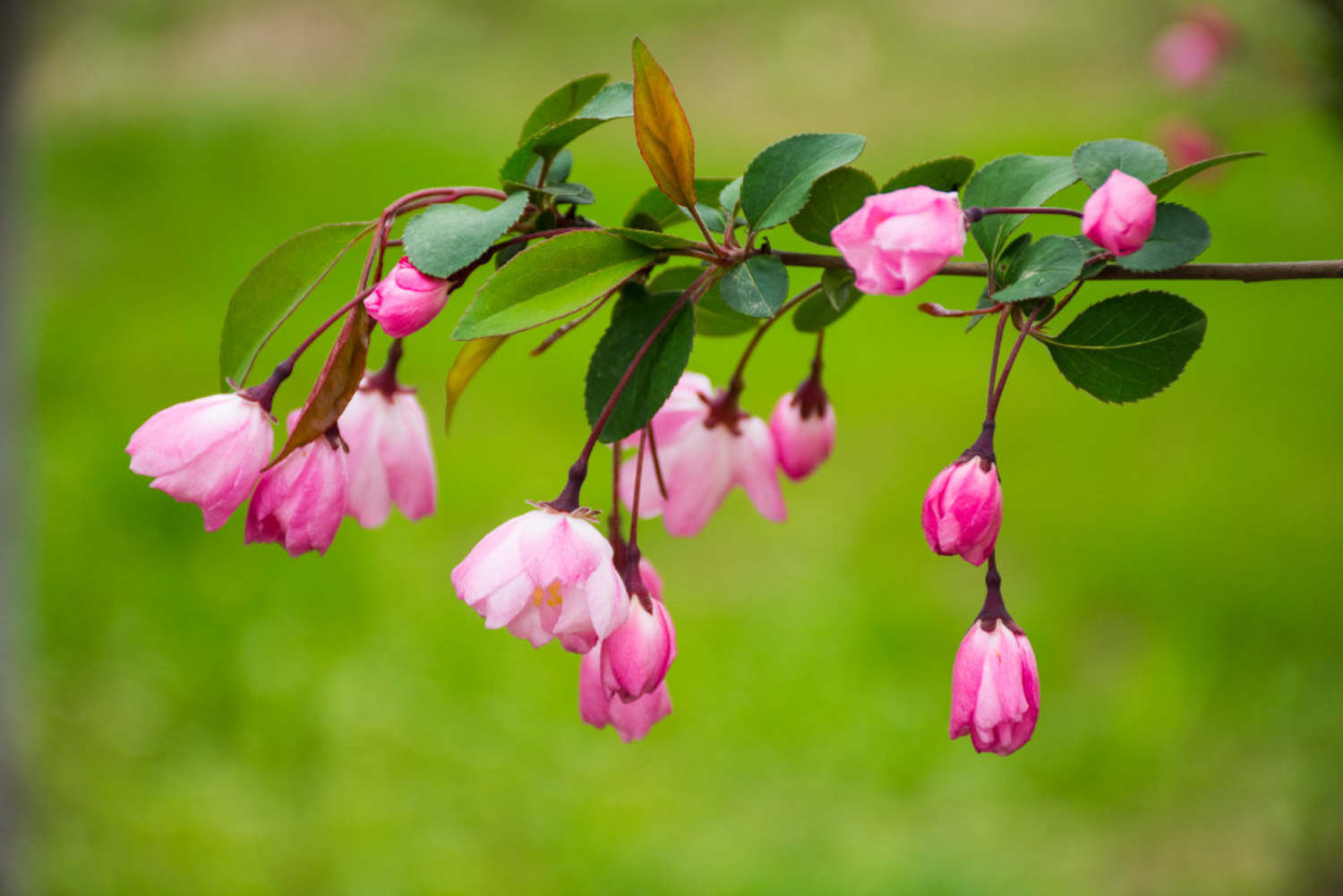 垂丝海棠 垂丝海棠