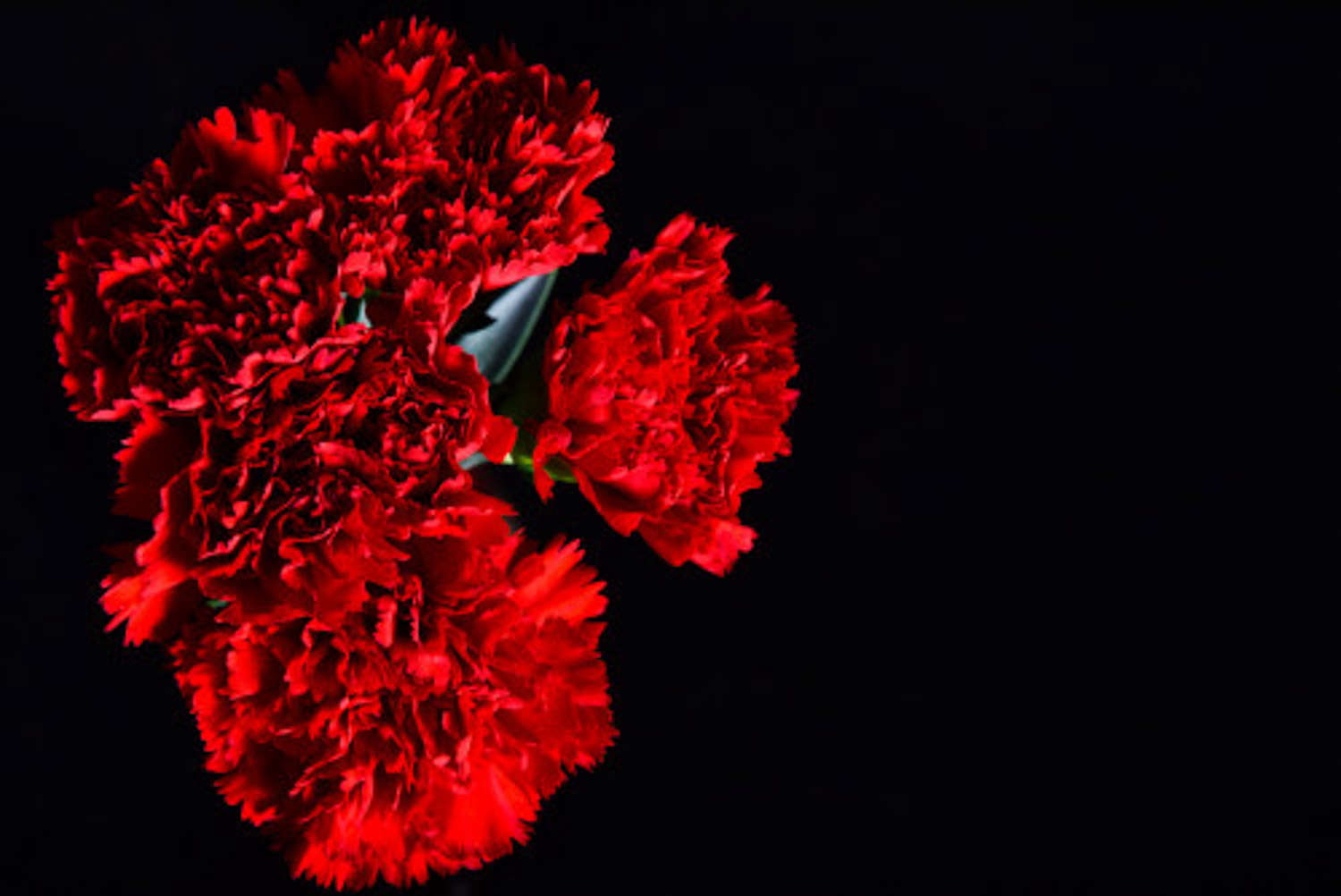 一起认识康乃馨花茶