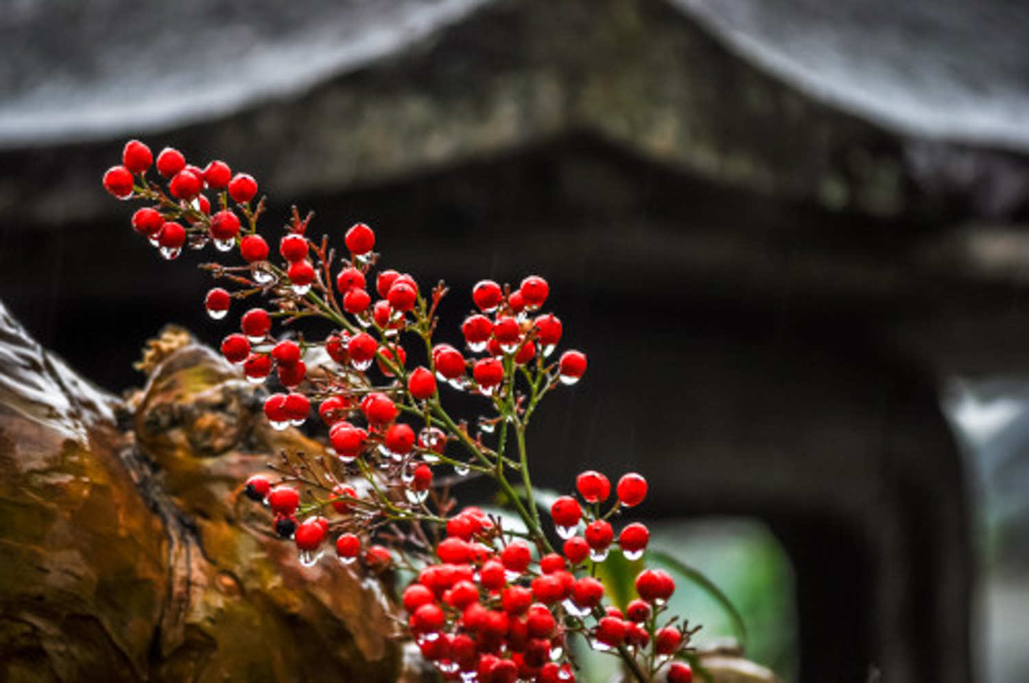 南天竹的寓意及作用