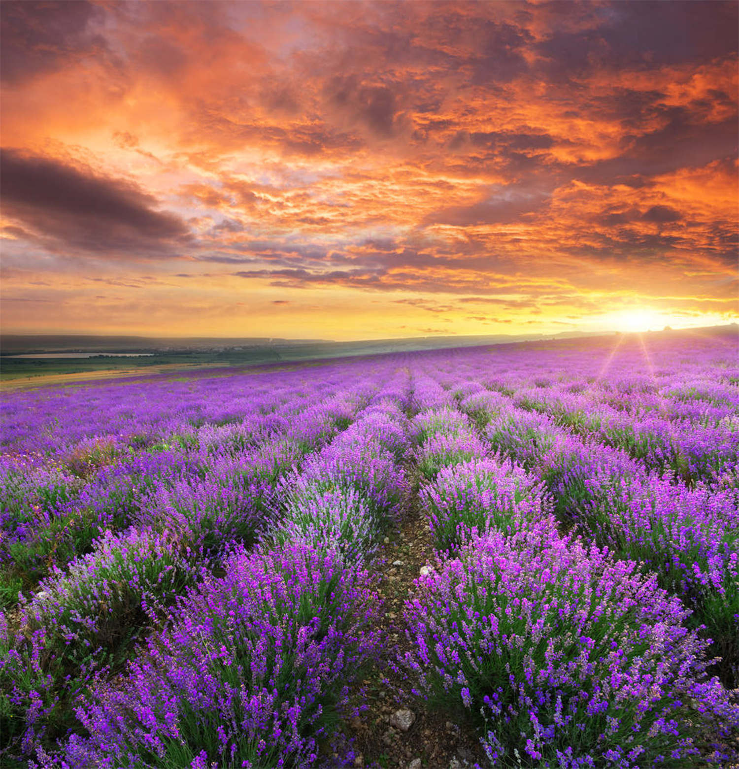 薰衣草用药有哪些作用