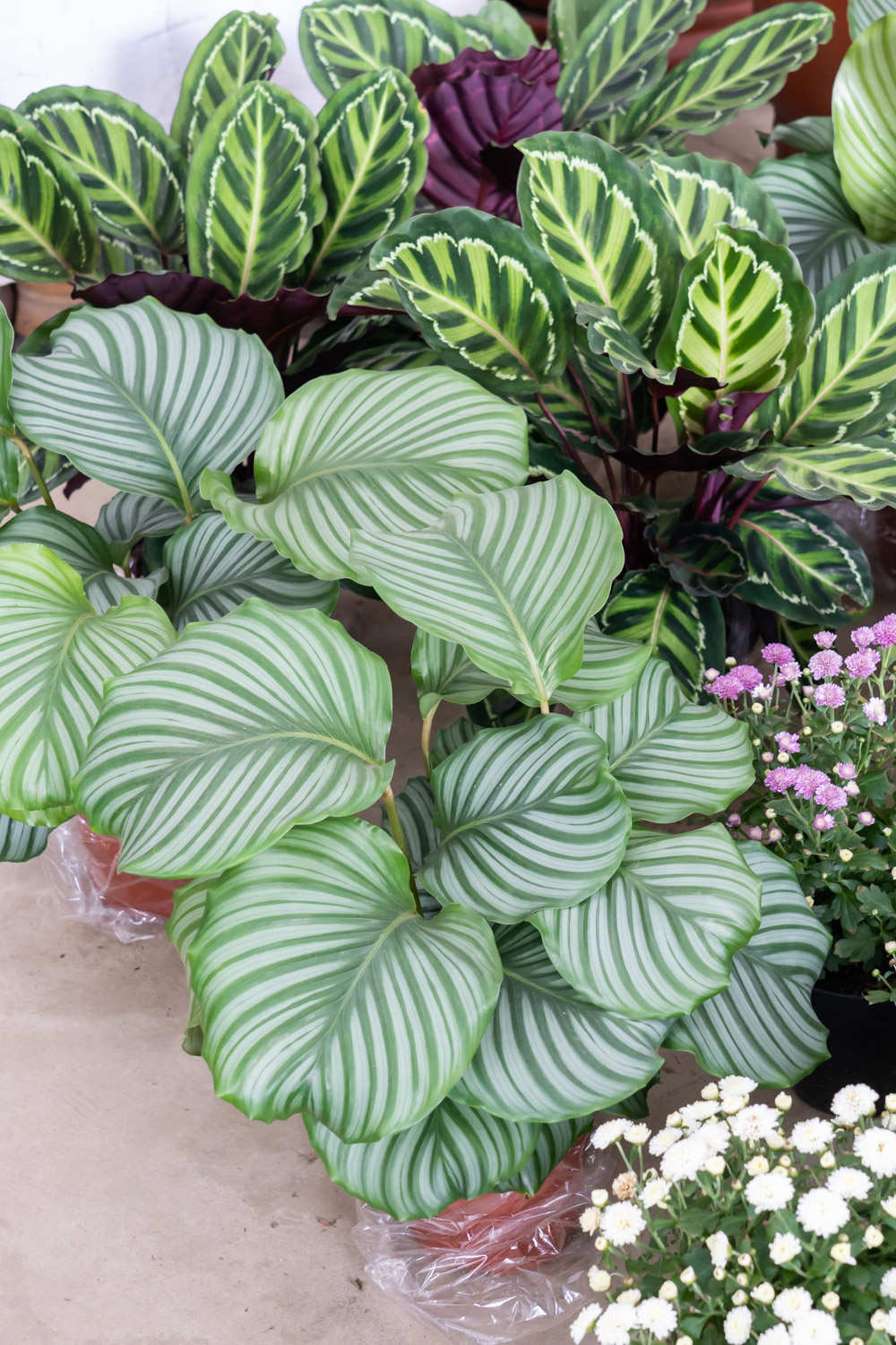 青苹果竹芋 青苹果竹芋