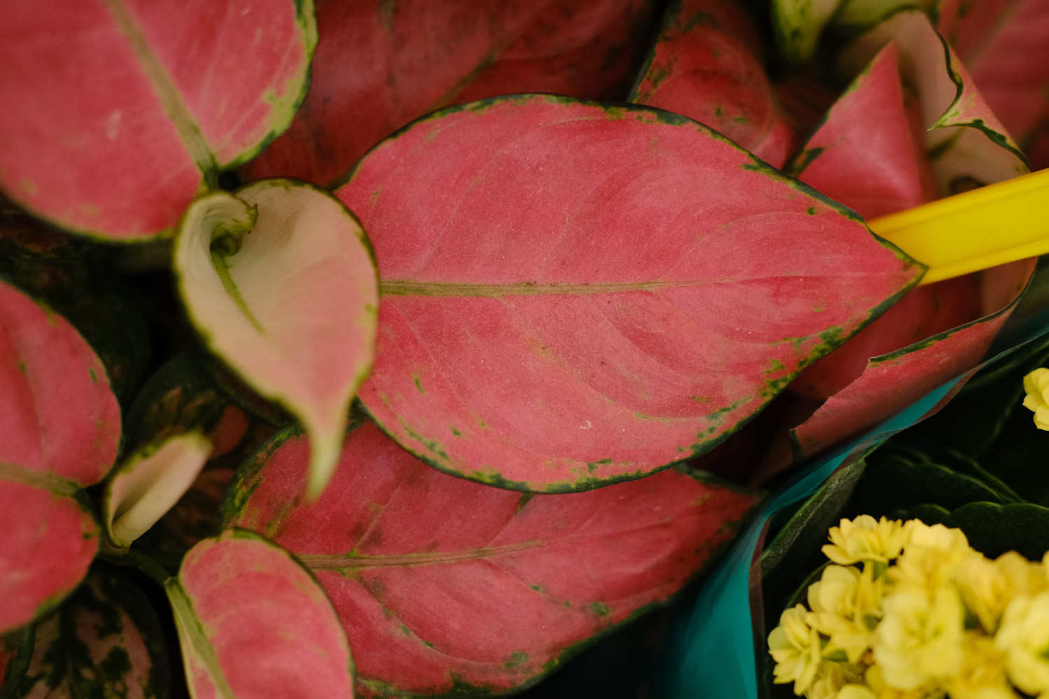 如意皇后 如意皇后