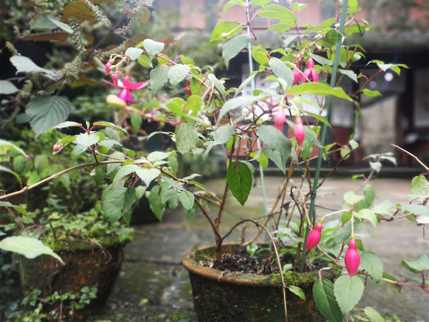 倒挂金钟能放卧室吗