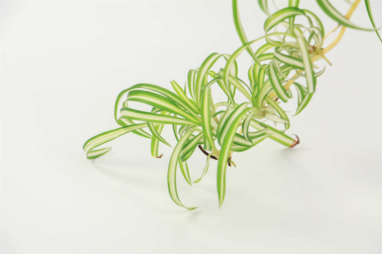 无奈而又给人希望的花——吊兰