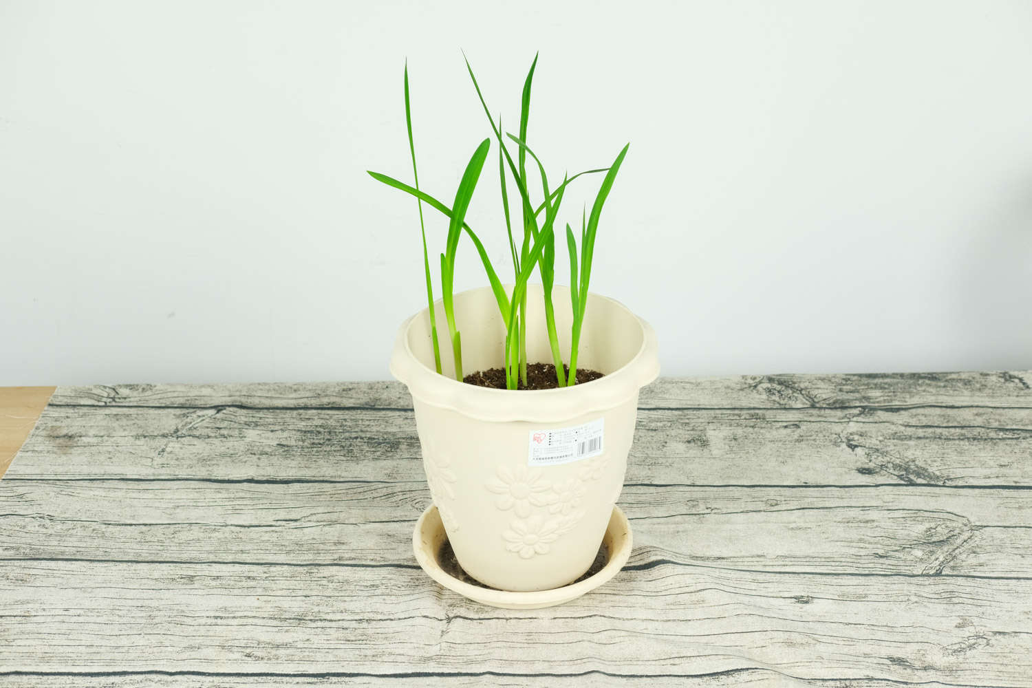 香雪兰（小苍兰）的水培方法